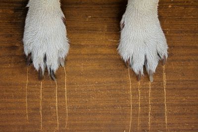 Repair Scratches from Pets